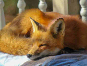 Aizliegums audzēt dzīvniekus kažokādai atbilst Satversmei