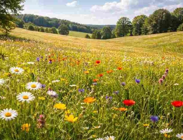 Latvijas teritorijā ir pabeigta zemes reforma