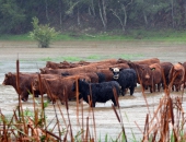 Atbalstīs dabas katastrofās un katastrofālos notikumos cietušās lauku saimniecības