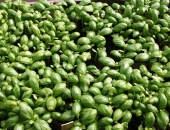 Pircēju var apstādināt ar dažādību