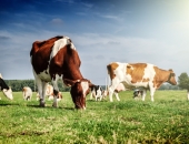 PVD atklāj aizdomīgu shēmu bīstamu blakusproduktu biznesā