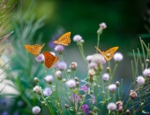 Varēs saņemt atbalstu par nektāraugu audzēšanu