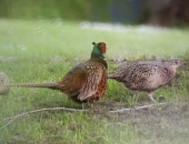 Latvijā ar ES logotipu varēs marķēt visus bioloģiskās lauksaimniecības dzīvniekus