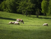 Jaunā dzīvnieku audzēšanas regula atnesīs stingrāku kontroli