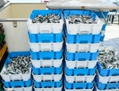 "Līcis-93" šogad sāks eksportu uz Serbiju, Melnkalni un Dienvidkoreju