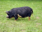 Piensaimniekiem un cūkkopjiem atvieglo iespēju bez sankcijām mainīt darbības veidu