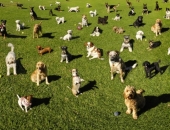 "Dogo" ražotājs no 17 atbildētājiem prasa piedzīt vairāk nekā 458 tūkstošus eiro zaudējumus