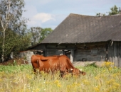 Sākas pieteikšanās atbalstam Latvijas šķirnes mājlopu audzēšanai