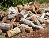 Koksnes resursu cenu kāpums šogad nav gaidāms