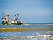 Latvija nepiekrīt EK piedāvātajam reņģu nozvejas samazinājumam 2017.gadā