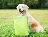 Atbalsta priekšlikumu nepiemērot iepirkuma procedūru iepirkumiem līdz 10 000 eiro