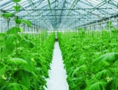 Gurķu siltumnīcas būvniecībā "Getliņos" investēs 3,85 miljonus eiro