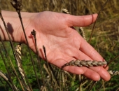 Kviešu slimība Eiropā draud izraisīt lielus zaudējumus un pārtikas cenu kāpumu