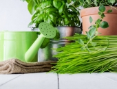 Laiks palodzi atvēlēt vitamīniem!