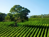 Svarīgi grozījumi likumā par zemes privatizāciju lauku apvidos