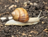 Par gadu pagarinās kadastrālās vērtēšanas noteikumu ieviešanas termiņu