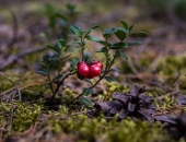 Aptur tiesvedību trīs lietās un uzdod jautājumus EST