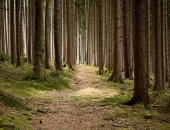 Izmaiņas Meža likumā ļaus novērst problēmas ar dalīto īpašumu