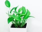 Iestājas pret maldinošām norādēm par ekoloģiskumu