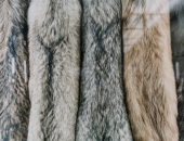 Ierosināta lieta par normām, kas paredz aizliegumu audzēt kažokzvērus tikai kažokādu ieguvei