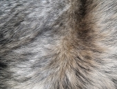 Ierosināta vēlviena lieta par aizliegumu audzēt kažokzvērus tikai kažokādu ieguvei