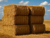 Senāts vēršas ST par sociālās apdrošināšanas stāža aprēķinu darbam sovhozā pirms 15 gadu vecuma