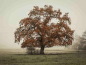 Būvatļaujas izsniegšana īpaši aizsargājamā teritorijā ir sodāma