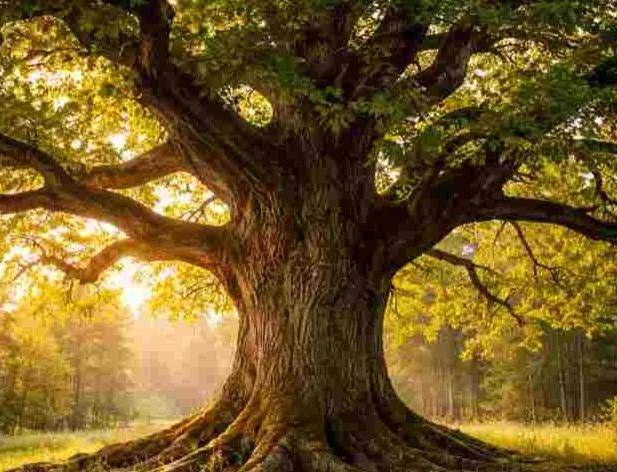 Tiesa: vides aizsardzība svarīgāka par uzņēmuma ērtībām