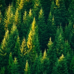 iFinanses.lv Bizness