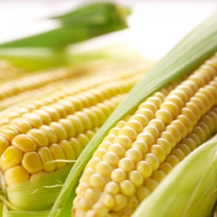 Latvijā ģenētiski modificēto kukurūzu neaudzēs