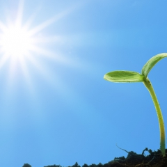 Latvijā šogad būtiski audzis bioloģisko lauksaimniecību skaits