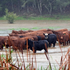 Atbalstīs dabas katastrofās un katastrofālos notikumos cietušās lauku saimniecības