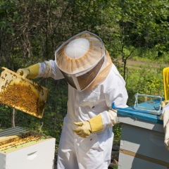 Precizēta valsts atbalsta saņemšanas kārtība dravniekiem 