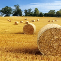 LAD sāk pieņemt pieteikumus lauku attīstības LEADER aktivitātēm