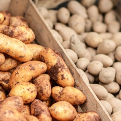 Izstrādāti jauni kartupeļu sēklaudzēšanas un sēklas kartupeļu tirdzniecības noteikumi