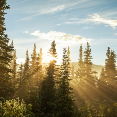 Meža produktu imports deviņos mēnešos Latvijā pieaug par 6,4%