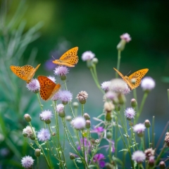 Varēs saņemt atbalstu par nektāraugu audzēšanu