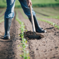 Kredītprocentu dzēšanai lauksaimniecības produktu pārstrādātājiem novirza 10 miljonus