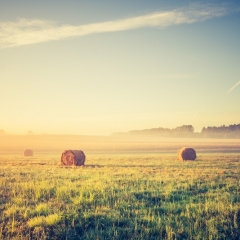 Ieviesta administratīvā atbildība par lauksaimniecības zemes neizmantošanu