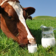 Pasaules tirgū ir indikācijas, kas ļauj cerēt uz piena iepirkumu cenu kāpumu 2017.gadā