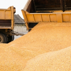 Pieņem PVN apgrieztās maksāšanas kārtību graudaugu sfērā