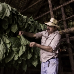 Tabakas importētājiem būs jāatskaitās par visām ražošanā izmantotajām sastāvdaļām
