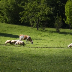 Jaunā dzīvnieku audzēšanas regula atnesīs stingrāku kontroli