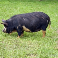 Piensaimniekiem un cūkkopjiem atvieglo iespēju bez sankcijām mainīt darbības veidu