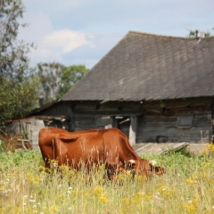 Sākas pieteikšanās atbalstam Latvijas šķirnes mājlopu audzēšanai