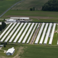 Gandrīz 2000 Lietuvas saimniecību gada beigās samazinās piena ražošanu