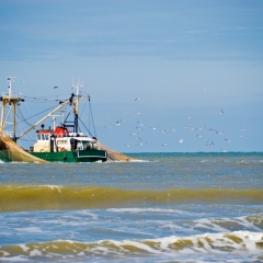 Latvija nepiekrīt EK piedāvātajam reņģu nozvejas samazinājumam 2017.gadā