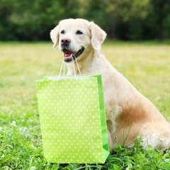 Atbalsta priekšlikumu nepiemērot iepirkuma procedūru iepirkumiem līdz 10 000 eiro