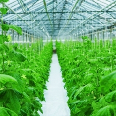 Gurķu siltumnīcas būvniecībā