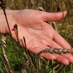 Kviešu slimība Eiropā draud izraisīt lielus zaudējumus un pārtikas cenu kāpumu